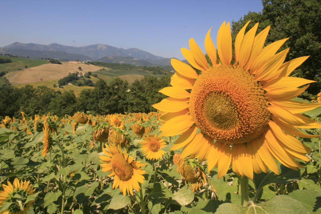 Agriturismo Il Fienile Di Ca Battista Cagli Exteriér fotografie